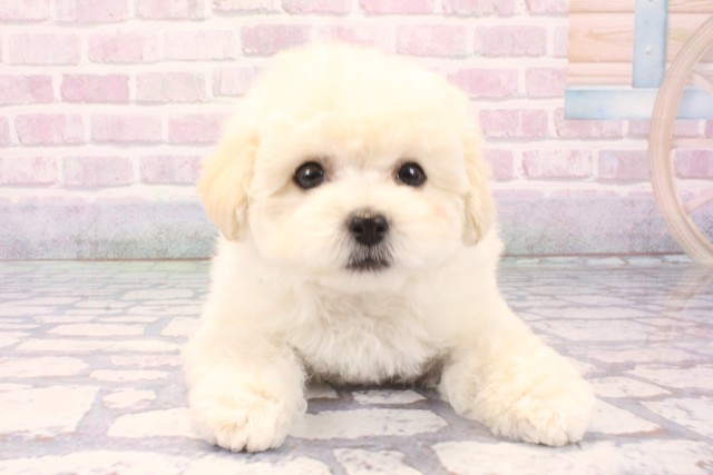 京都府のビションプー(ビションフリーゼ×プードル) (Coo&RIKU京都河原町店/2025年11月22日生まれ/男の子/ホワイト)の子犬の1枚目の画像