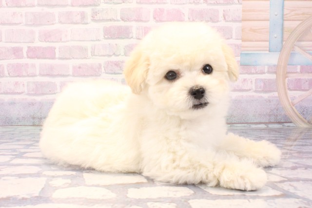 京都府のビションプー(ビションフリーゼ×プードル) (Coo&RIKU京都河原町店/2025年11月22日生まれ/男の子/ホワイト)の子犬の2枚目の画像