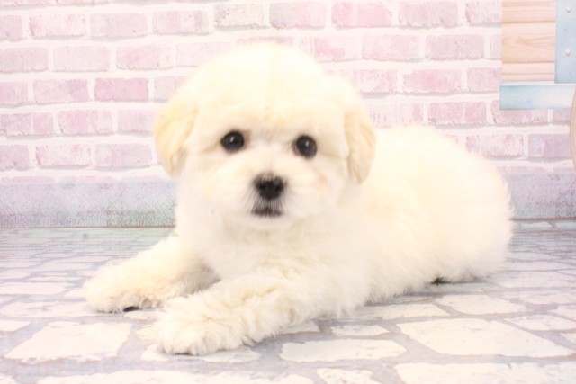 京都府のビションプー(ビションフリーゼ×プードル) (Coo&RIKU京都河原町店/2025年11月22日生まれ/男の子/ホワイト)の子犬の3枚目の画像