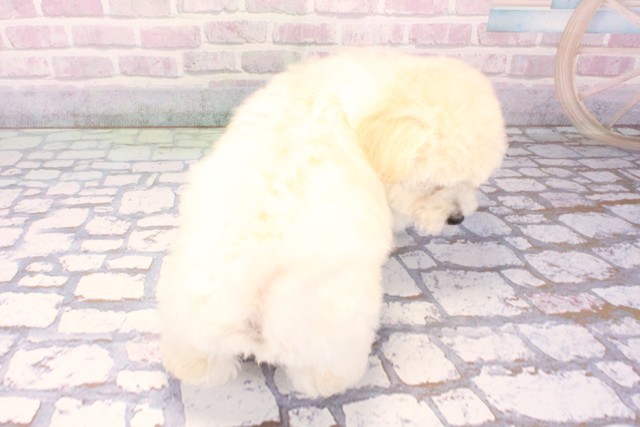 京都府のビションプー(ビションフリーゼ×プードル) (Coo&RIKU京都河原町店/2025年11月22日生まれ/男の子/ホワイト)の子犬の4枚目の画像