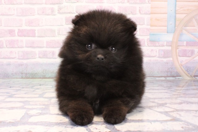 大阪府のポメラニアン (Coo&RIKU天王寺店/2025年11月30日生まれ/男の子/ブラック)の子犬の1枚目の画像