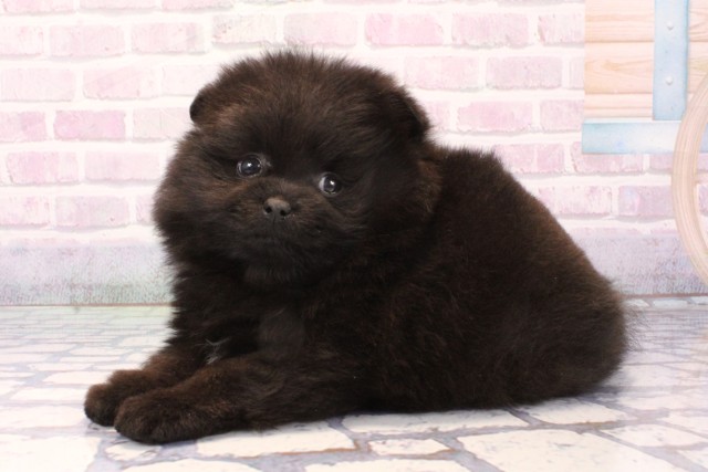 大阪府のポメラニアン (Coo&RIKU天王寺店/2025年11月30日生まれ/男の子/ブラック)の子犬の3枚目の画像