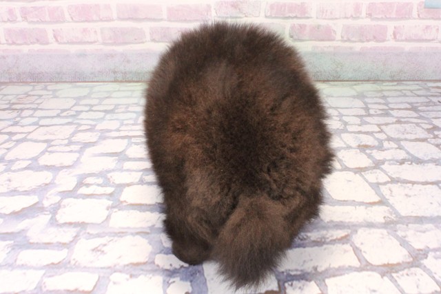 大阪府のポメラニアン (Coo&RIKU天王寺店/2025年11月30日生まれ/男の子/ブラック)の子犬の4枚目の画像