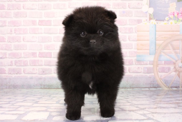 大阪府のポメラニアン (Coo&RIKU梅田店/2025年11月30日生まれ/女の子/ブラック)の子犬の1枚目の画像