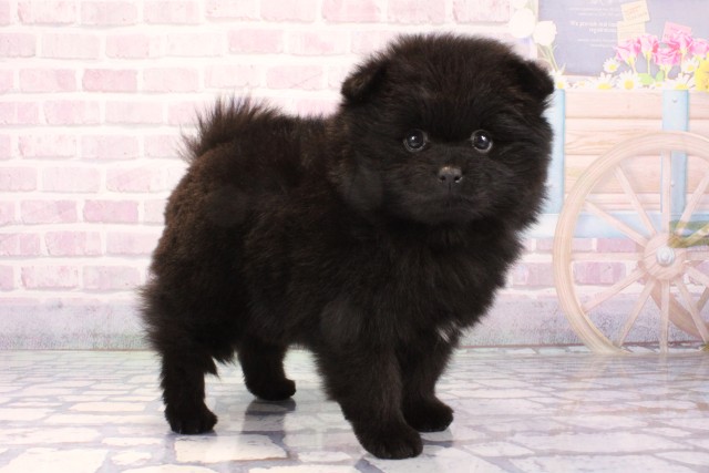 大阪府のポメラニアン (Coo&RIKU梅田店/2025年11月30日生まれ/女の子/ブラック)の子犬の2枚目の画像