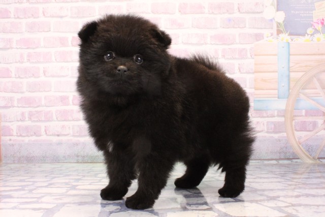 大阪府のポメラニアン (Coo&RIKU梅田店/2025年11月30日生まれ/女の子/ブラック)の子犬の3枚目の画像