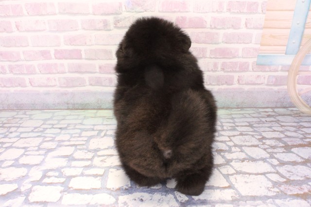 大阪府のポメラニアン (Coo&RIKU梅田店/2025年11月30日生まれ/女の子/ブラック)の子犬の4枚目の画像