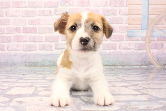 大阪府のジャックラッセルテリア (Coo&RIKU和泉店/2025年11月29日生まれ/男の子/タンホワイト)の子犬