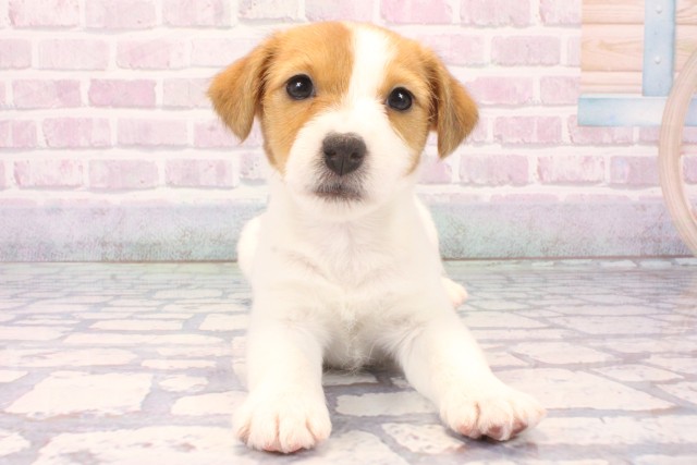 滋賀県のジャックラッセルテリア (Coo&RIKU滋賀草津店/2025年11月29日生まれ/女の子/タンホワイト)の子犬の1枚目の画像