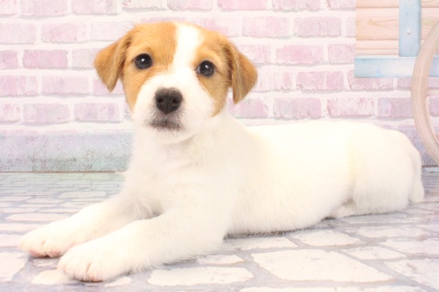 滋賀県のジャックラッセルテリア (Coo&RIKU滋賀草津店/2025年11月29日生まれ/女の子/タンホワイト)の子犬の3枚目の画像