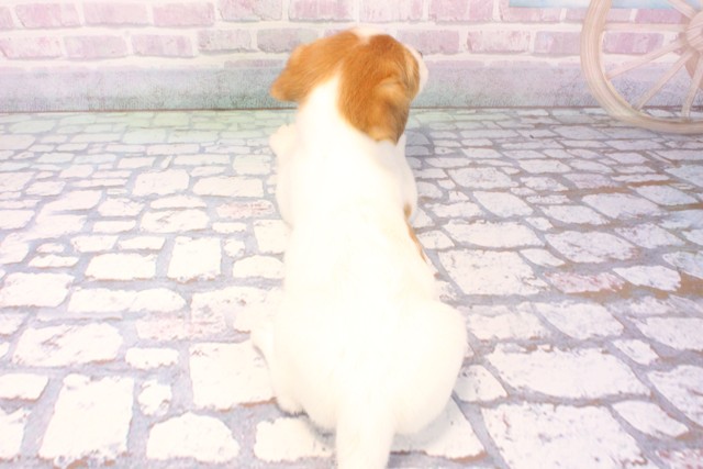 滋賀県のジャックラッセルテリア (Coo&RIKU滋賀草津店/2025年11月29日生まれ/女の子/タンホワイト)の子犬の4枚目の画像