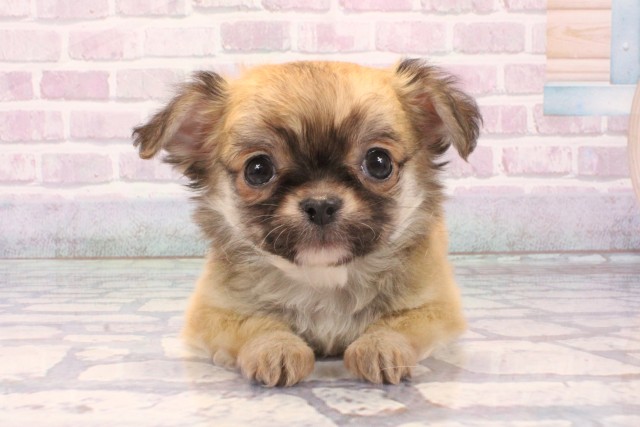 大阪府のチワワ(ロング) (Coo&RIKU枚方店/2025年11月29日生まれ/男の子/フォーン)の子犬