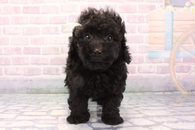 滋賀県のトイプードル(トイ) (Coo&RIKUアヤハディオ水口店/2025年11月30日生まれ/男の子/ブラック)の子犬の1枚目の画像