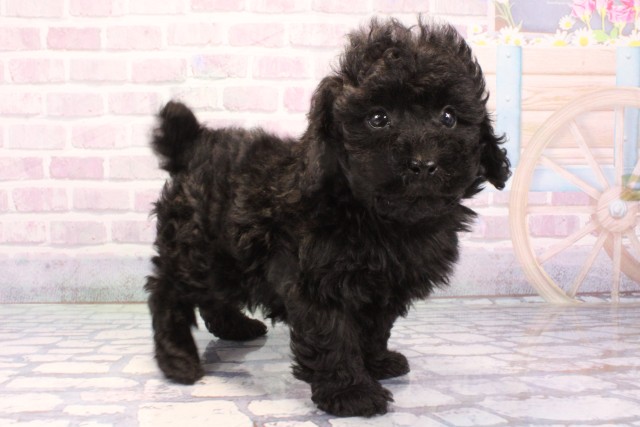 滋賀県のトイプードル(トイ) (Coo&RIKUアヤハディオ水口店/2025年11月30日生まれ/男の子/ブラック)の子犬の2枚目の画像