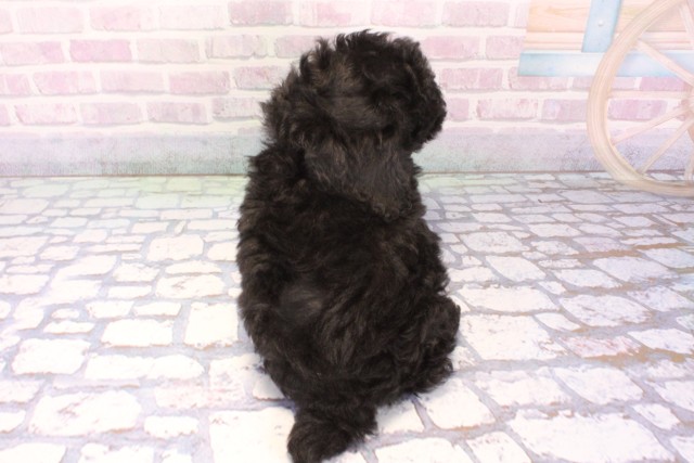 滋賀県のトイプードル(トイ) (Coo&RIKUアヤハディオ水口店/2025年11月30日生まれ/男の子/ブラック)の子犬の4枚目の画像