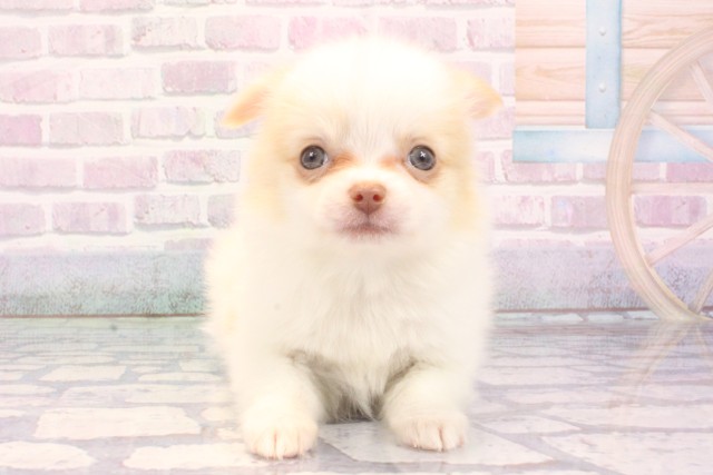 兵庫県のポメチワ/チワポメ/ポメチー(ポメラニアン×チワワ) (Coo&RIKU明石店/2025年11月28日生まれ/男の子/ホワイトクリーム)の子犬の1枚目の画像