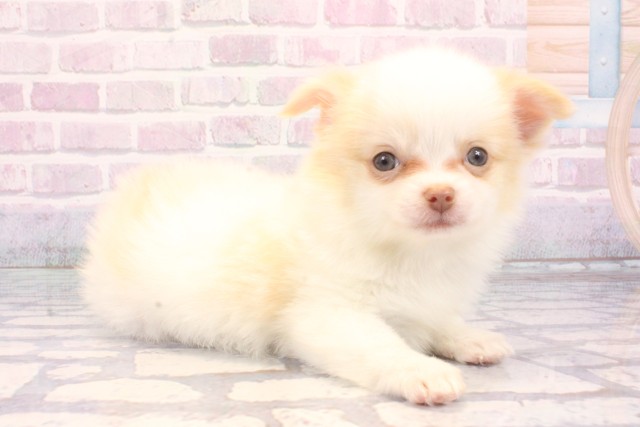 兵庫県のポメチワ/チワポメ/ポメチー(ポメラニアン×チワワ) (Coo&RIKU明石店/2025年11月28日生まれ/男の子/ホワイトクリーム)の子犬の2枚目の画像