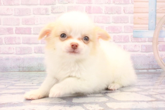 兵庫県のポメチワ/チワポメ/ポメチー(ポメラニアン×チワワ) (Coo&RIKU明石店/2025年11月28日生まれ/男の子/ホワイトクリーム)の子犬の3枚目の画像