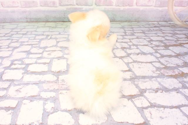 兵庫県のポメチワ/チワポメ/ポメチー(ポメラニアン×チワワ) (Coo&RIKU明石店/2025年11月28日生まれ/男の子/ホワイトクリーム)の子犬の4枚目の画像