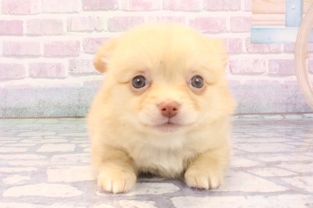 滋賀県のポメチワ/チワポメ/ポメチー(ポメラニアン×チワワ) (Coo&RIKUアヤハディオ水口店/2025年11月28日生まれ/男の子/クリーム)の子犬の1枚目の画像