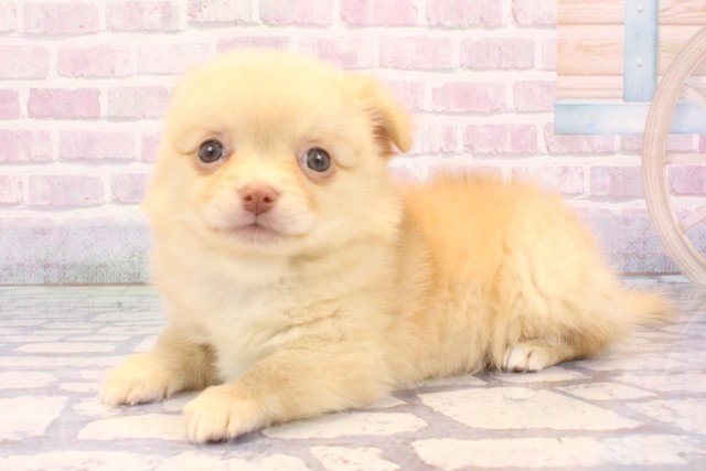 滋賀県のポメチワ/チワポメ/ポメチー(ポメラニアン×チワワ) (Coo&RIKUアヤハディオ水口店/2025年11月28日生まれ/男の子/クリーム)の子犬の3枚目の画像