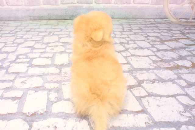 滋賀県のポメチワ/チワポメ/ポメチー(ポメラニアン×チワワ) (Coo&RIKUアヤハディオ水口店/2025年11月28日生まれ/男の子/クリーム)の子犬の4枚目の画像