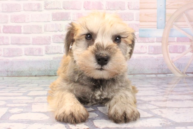 大阪府のミニチュアシュナウザー (Coo&RIKU阿倍野店/2025年11月29日生まれ/男の子/ソルトペッパー)の子犬の1枚目の画像