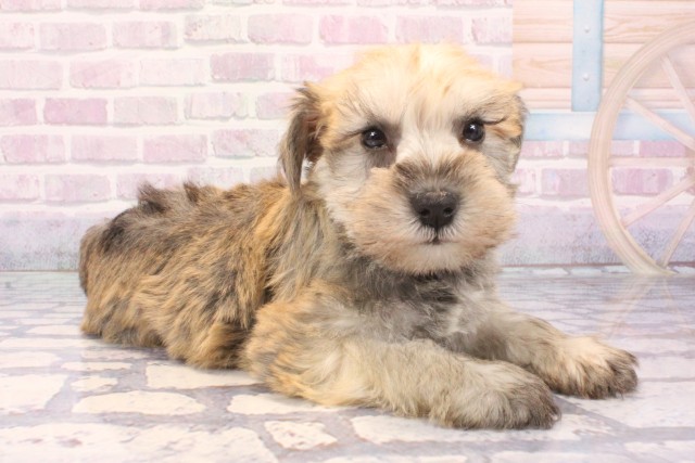 大阪府のミニチュアシュナウザー (Coo&RIKU阿倍野店/2025年11月29日生まれ/男の子/ソルトペッパー)の子犬の2枚目の画像