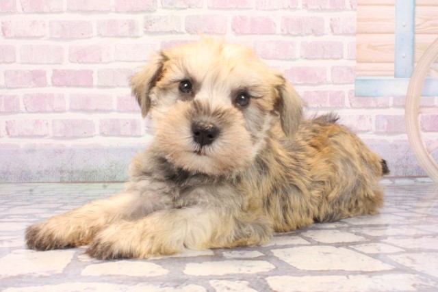 大阪府のミニチュアシュナウザー (Coo&RIKU阿倍野店/2025年11月29日生まれ/男の子/ソルトペッパー)の子犬の3枚目の画像