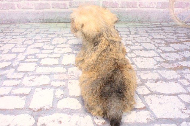 大阪府のミニチュアシュナウザー (Coo&RIKU阿倍野店/2025年11月29日生まれ/男の子/ソルトペッパー)の子犬の4枚目の画像