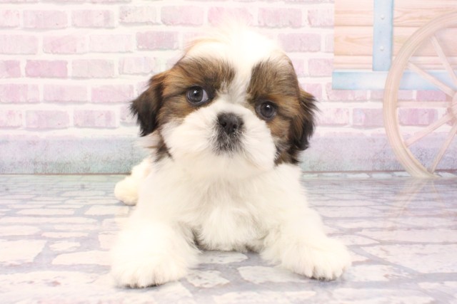 和歌山県のシーズー (Coo&RIKU和歌山店/2025年11月30日生まれ/男の子/ホワイトゴールド)の子犬の1枚目の画像