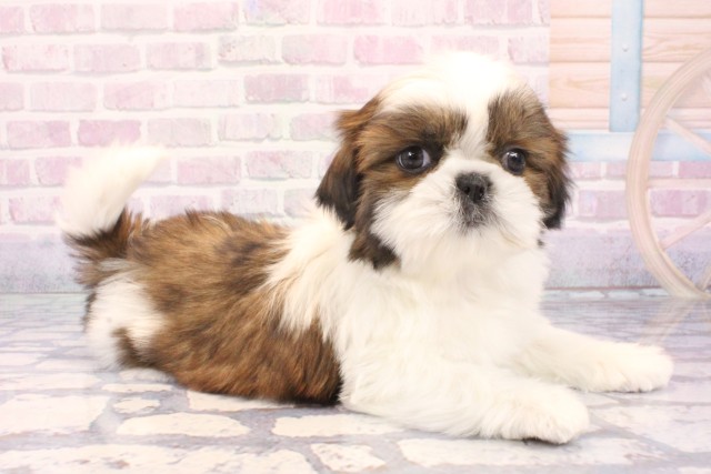 和歌山県のシーズー (Coo&RIKU和歌山店/2025年11月30日生まれ/男の子/ホワイトゴールド)の子犬の2枚目の画像