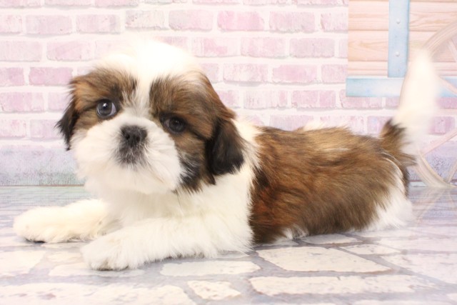 和歌山県のシーズー (Coo&RIKU和歌山店/2025年11月30日生まれ/男の子/ホワイトゴールド)の子犬の3枚目の画像