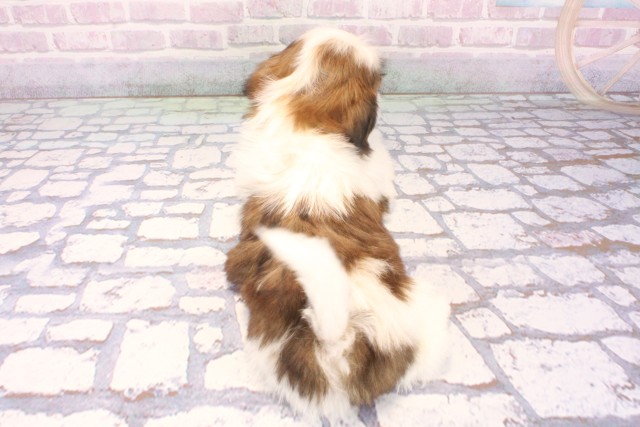 和歌山県のシーズー (Coo&RIKU和歌山店/2025年11月30日生まれ/男の子/ホワイトゴールド)の子犬の4枚目の画像