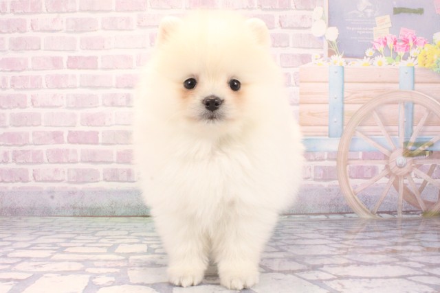 奈良県のポメラニアン (Coo&RIKU奈良富雄南店/2025年11月27日生まれ/男の子/ホワイト)の子犬の1枚目の画像