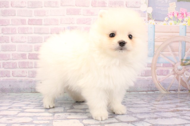 奈良県のポメラニアン (Coo&RIKU奈良富雄南店/2025年11月27日生まれ/男の子/ホワイト)の子犬の2枚目の画像