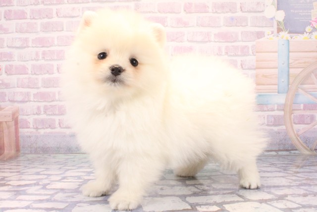 奈良県のポメラニアン (Coo&RIKU奈良富雄南店/2025年11月27日生まれ/男の子/ホワイト)の子犬の3枚目の画像