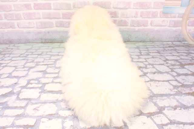 奈良県のポメラニアン (Coo&RIKU奈良富雄南店/2025年11月27日生まれ/男の子/ホワイト)の子犬の4枚目の画像