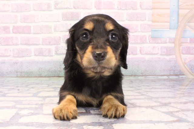 兵庫県のミニチュアダックスフンド(ロング) (Coo&RIKU三木店/2025年11月28日生まれ/女の子/ブラックタン)の子犬の1枚目の画像