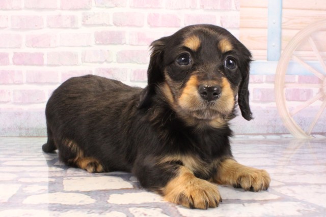 兵庫県のミニチュアダックスフンド(ロング) (Coo&RIKU三木店/2025年11月28日生まれ/女の子/ブラックタン)の子犬の2枚目の画像