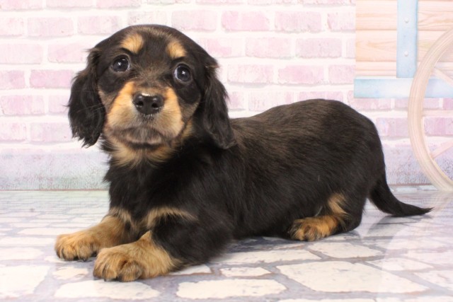 兵庫県のミニチュアダックスフンド(ロング) (Coo&RIKU三木店/2025年11月28日生まれ/女の子/ブラックタン)の子犬の3枚目の画像