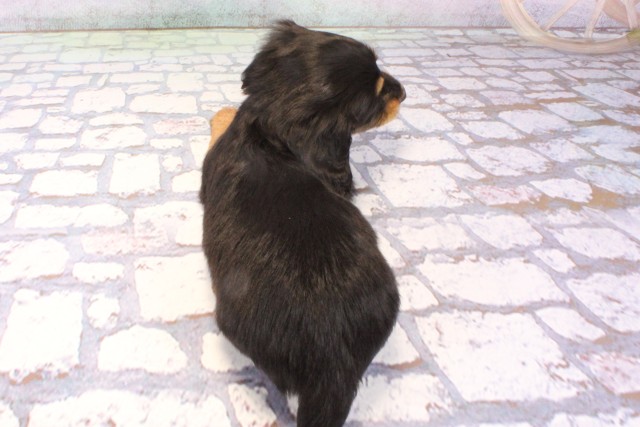 兵庫県のミニチュアダックスフンド(ロング) (Coo&RIKU三木店/2025年11月28日生まれ/女の子/ブラックタン)の子犬の4枚目の画像