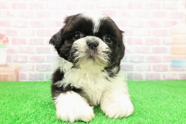 新潟県のシーズー (Coo&RIKU新潟東店/2025年11月28日生まれ/男の子/ホワイトブラック)の子犬の1枚目の画像