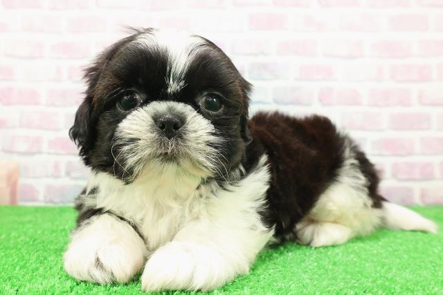 新潟県のシーズー (Coo&RIKU新潟東店/2025年11月28日生まれ/男の子/ホワイトブラック)の子犬の2枚目の画像