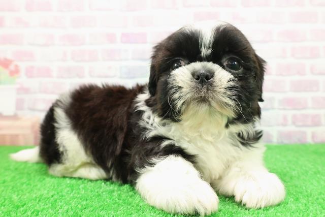 新潟県のシーズー (Coo&RIKU新潟東店/2025年11月28日生まれ/男の子/ホワイトブラック)の子犬の3枚目の画像