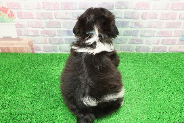 新潟県のシーズー (Coo&RIKU新潟東店/2025年11月28日生まれ/男の子/ホワイトブラック)の子犬の4枚目の画像
