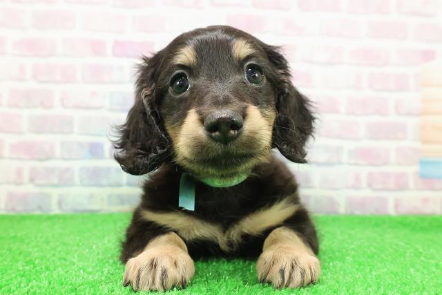 新潟県のミニチュアダックスフンド(ロング) (Coo&RIKU新潟西店/2025年11月30日生まれ/男の子/ブラックイエロー)の子犬の1枚目の画像