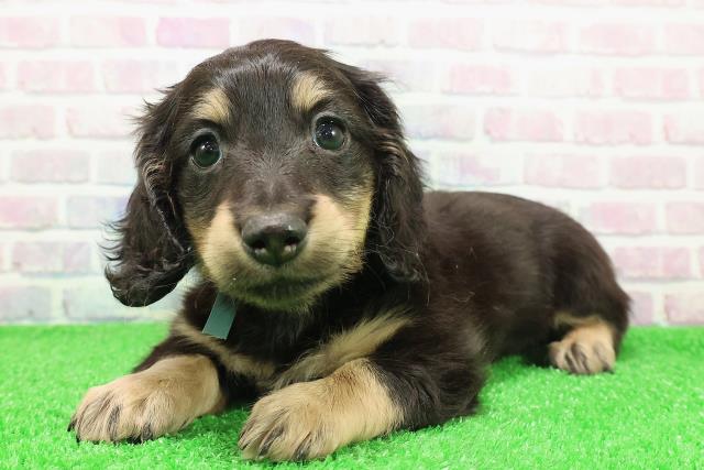 新潟県のミニチュアダックスフンド(ロング) (Coo&RIKU新潟西店/2025年11月30日生まれ/男の子/ブラックイエロー)の子犬の2枚目の画像