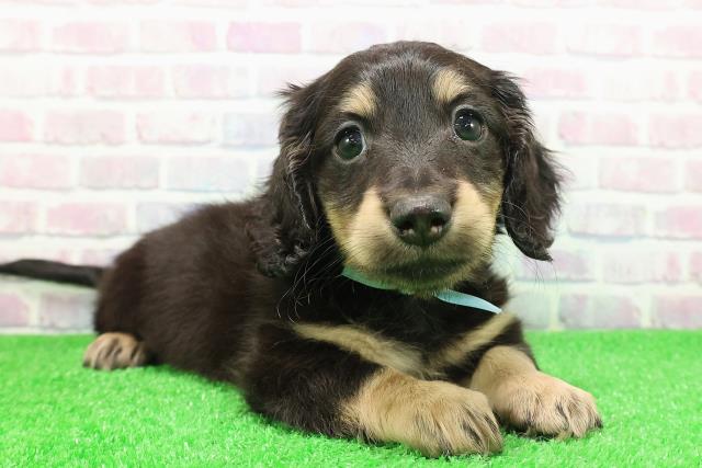 新潟県のミニチュアダックスフンド(ロング) (Coo&RIKU新潟西店/2025年11月30日生まれ/男の子/ブラックイエロー)の子犬の3枚目の画像