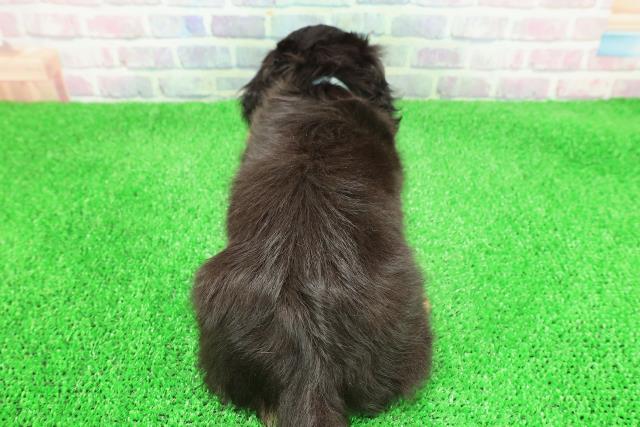 新潟県のミニチュアダックスフンド(ロング) (Coo&RIKU新潟西店/2025年11月30日生まれ/男の子/ブラックイエロー)の子犬の4枚目の画像